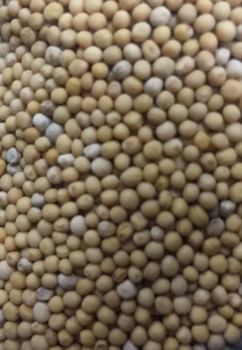 Paleolit Mustármag egész sárga 25kg lédig White mustard - Sinapis Alba