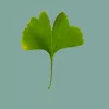 Gingko Biloba
