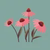 Echinacea, bíbor kasvirág