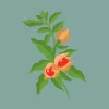 Ashwagandha, álombogyó