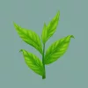 Zöld tea